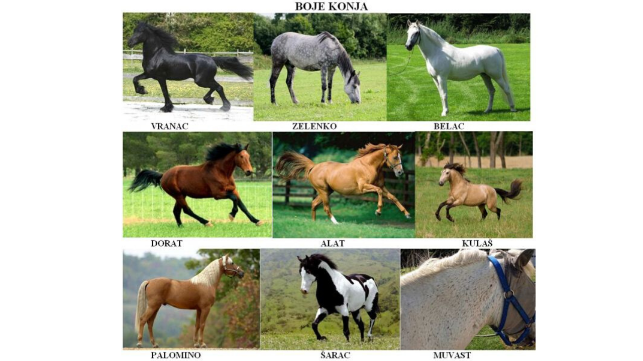 Название лошадок. Масти лошадей. Расцветки лошадей названия. Расцветка коней название. Окрасы лошадей.